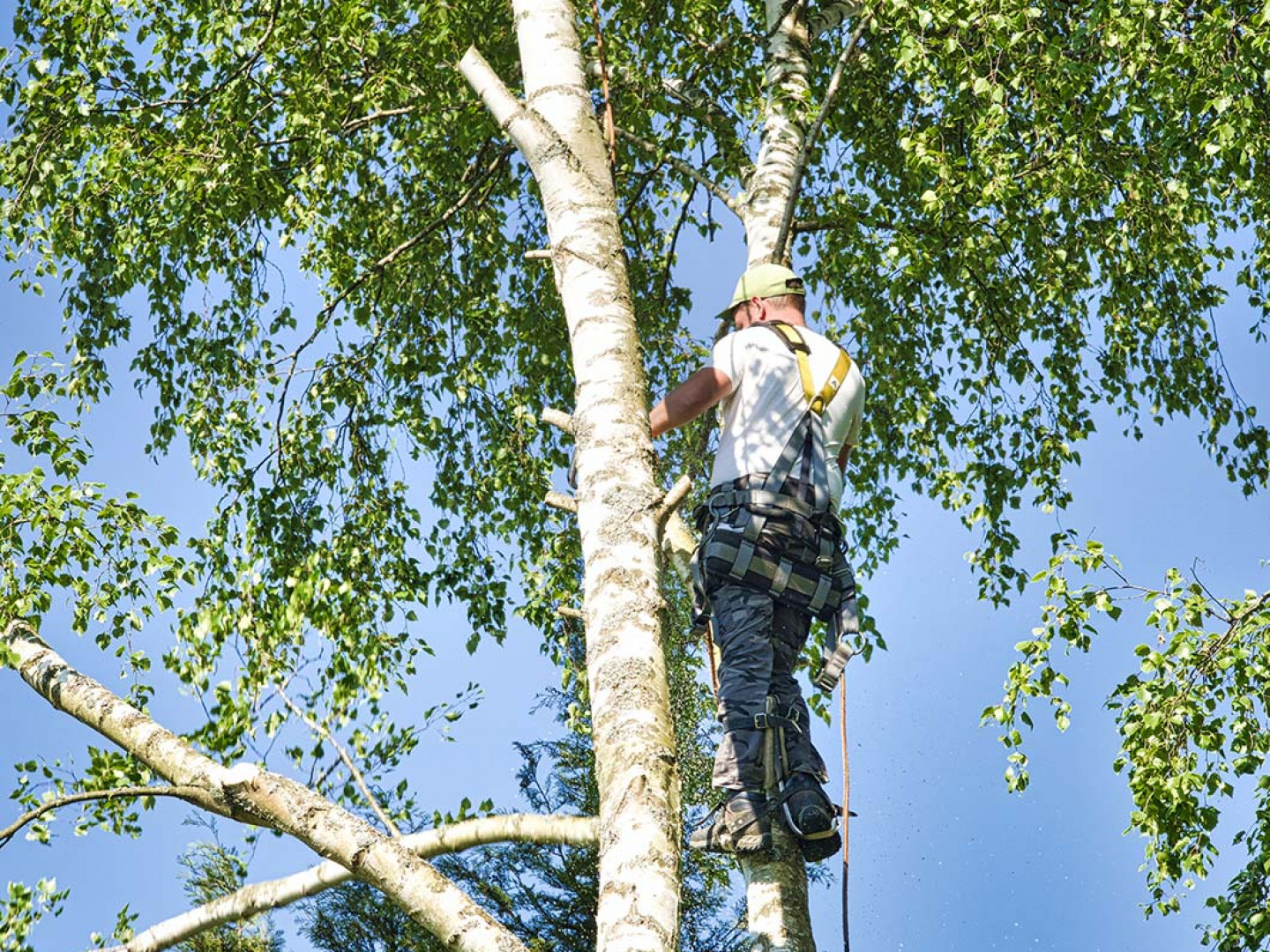 residential tree cutting, Saint Francis MN